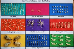vole bones
